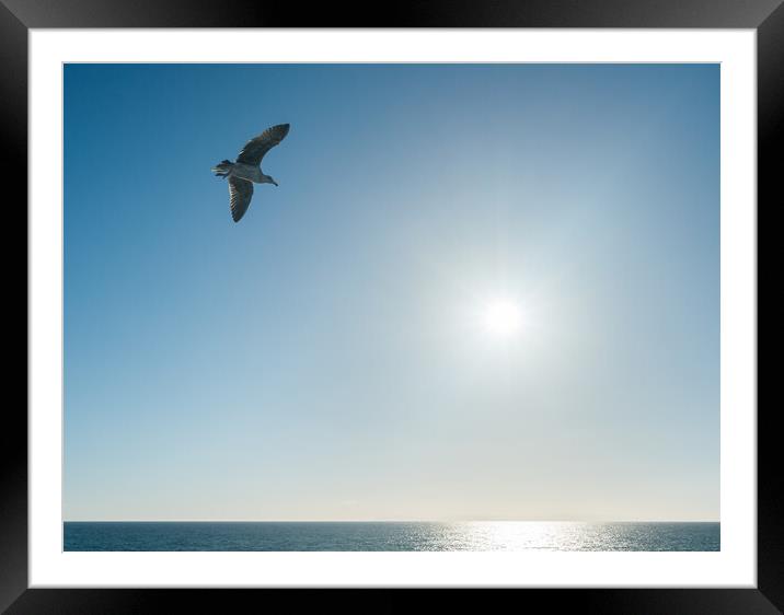 Sea gull gliding over the ocean as sun sets on horizon Framed Mounted Print by Steve Heap