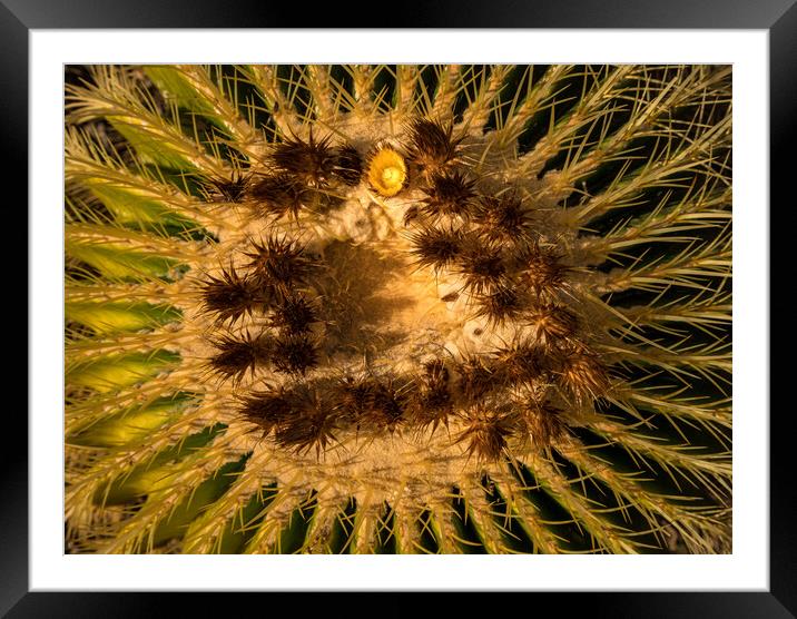 Close up of flowers in cactus plant Framed Mounted Print by Steve Heap