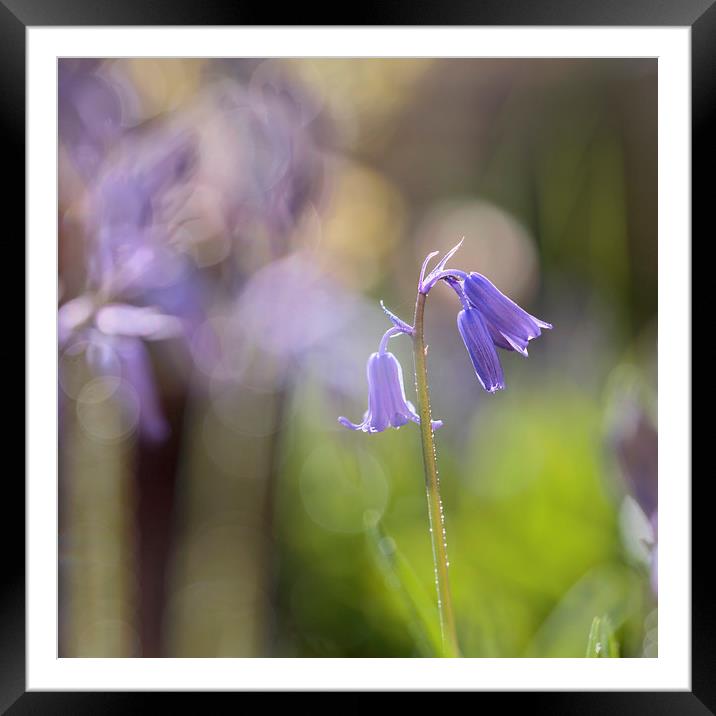 Bluebell in springtime Framed Mounted Print by Jackie Davies
