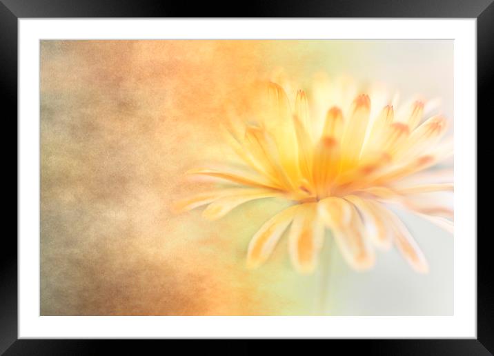Marigold with Texture Framed Mounted Print by Jackie Davies