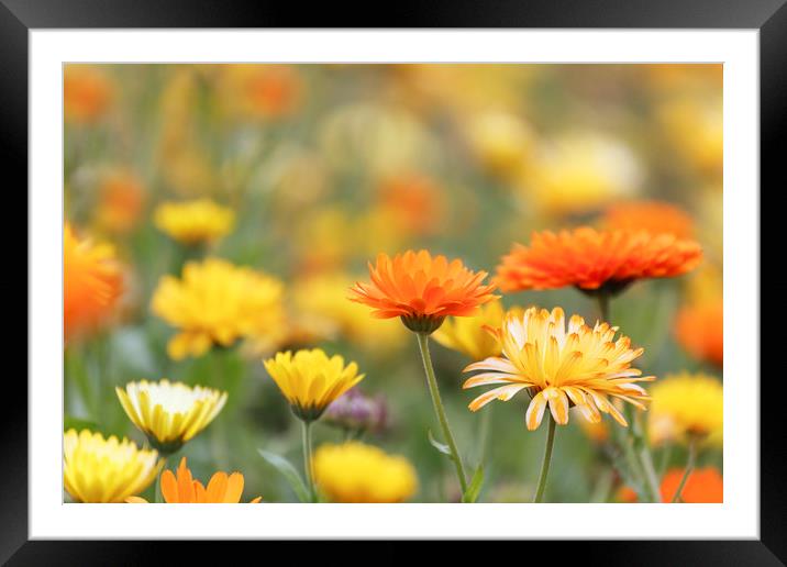 Marigold in the Garden.  Framed Mounted Print by Jackie Davies