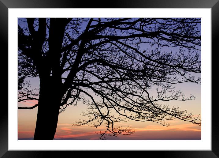 Sunrise Tree Silhouette  Framed Mounted Print by Jackie Davies
