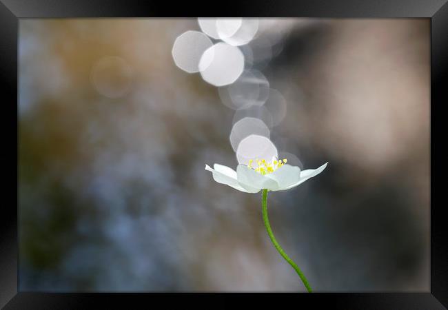 Single Wood Anemone Framed Print by Jackie Davies