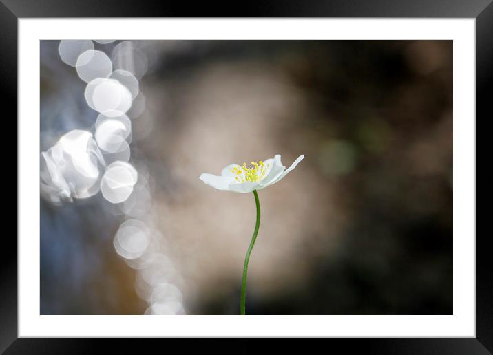 Single Wood Anemone        Framed Mounted Print by Jackie Davies