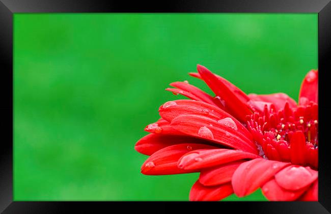 Vibrant Red Gerbera   Framed Print by Jackie Davies