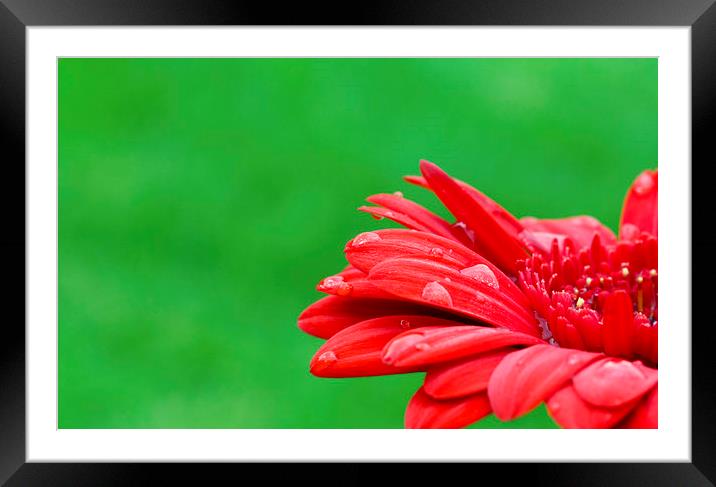 Vibrant Red Gerbera   Framed Mounted Print by Jackie Davies