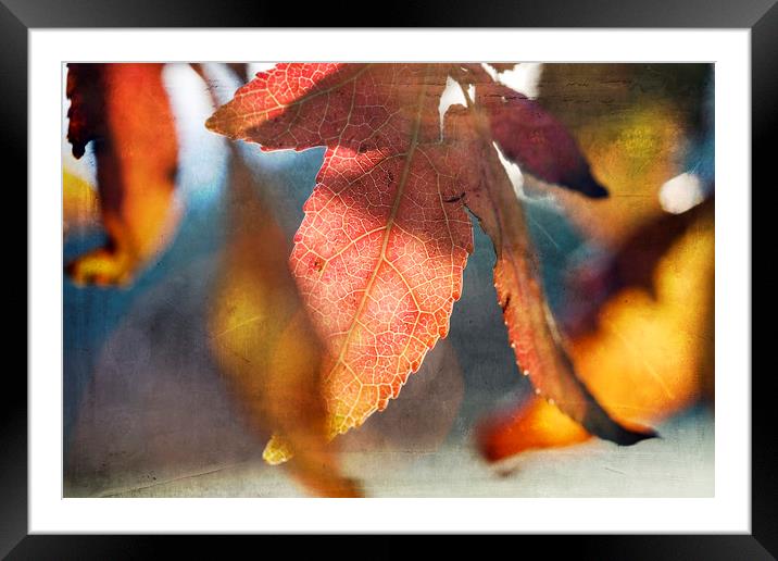 Autumn Leaves with Texture Framed Mounted Print by Jackie Davies