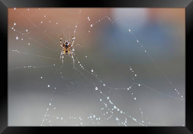 Spider on his Web Framed Print by Jackie Davies