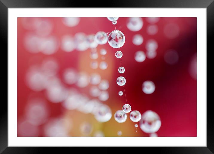 Spider's Web with Dew Drops Framed Mounted Print by Jackie Davies