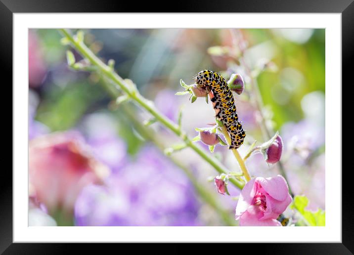 Caterpillar Framed Mounted Print by Jackie Davies
