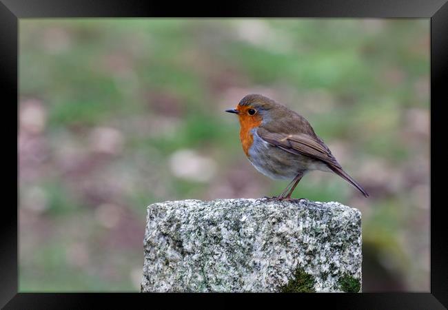 Robin Red Breast Framed Print by Jackie Davies