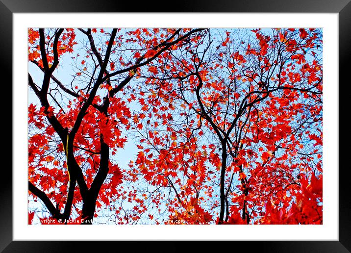 Autumn Trees Framed Mounted Print by Jackie Davies