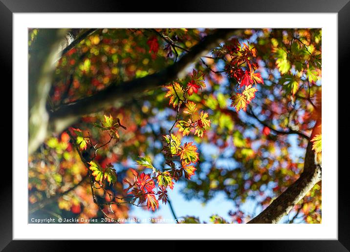 Autumn Trees Framed Mounted Print by Jackie Davies