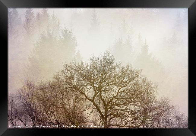 Misty Forest Framed Print by Jackie Davies