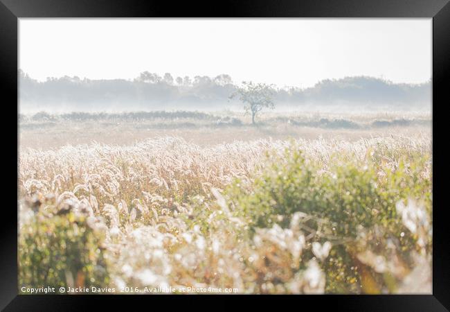 Morning Mist Framed Print by Jackie Davies