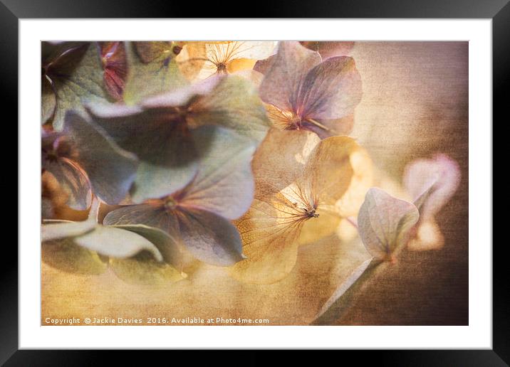 Fading Hydrangea  Framed Mounted Print by Jackie Davies