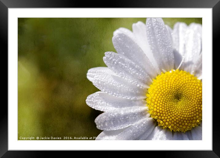 Daisy  Framed Mounted Print by Jackie Davies