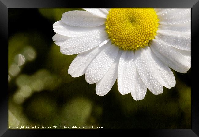 Daisy  Framed Print by Jackie Davies