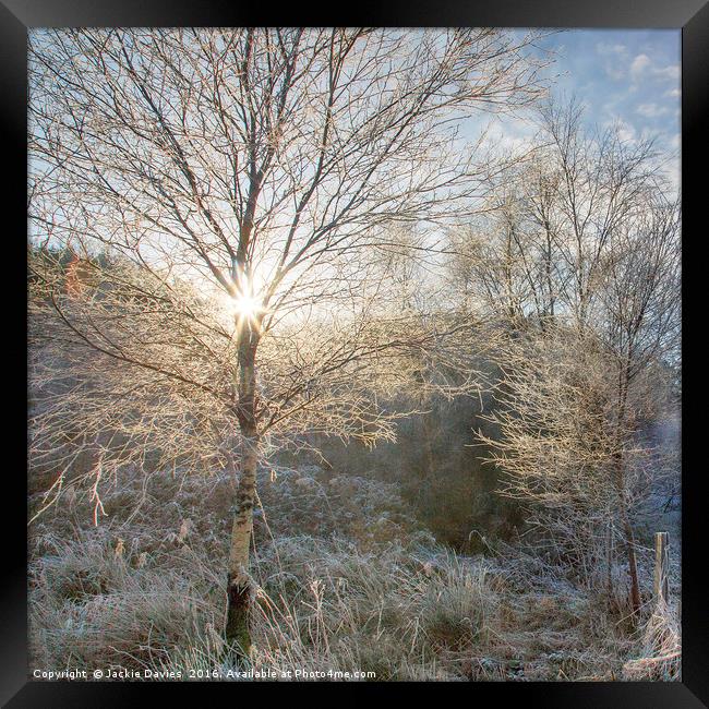 Winter Sunburst Framed Print by Jackie Davies