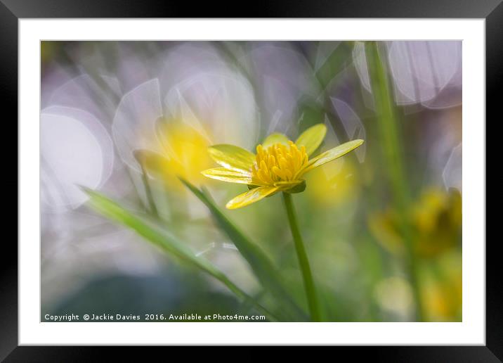 Buttercup Framed Mounted Print by Jackie Davies