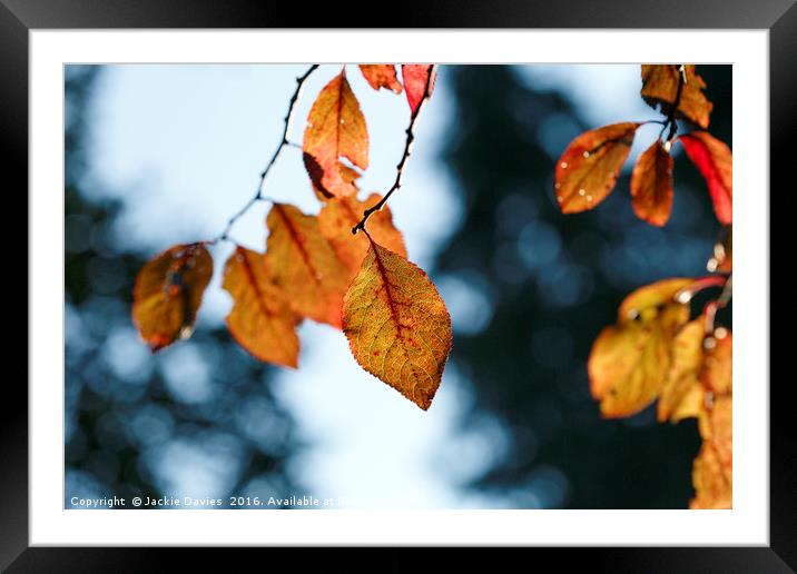 Autumn Blues Framed Mounted Print by Jackie Davies