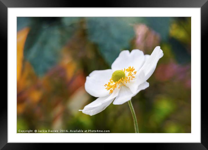 White Anemone Framed Mounted Print by Jackie Davies