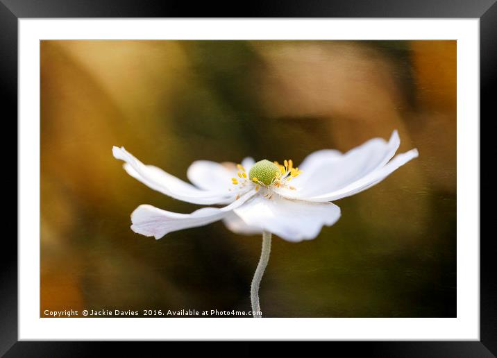 White Anemone Framed Mounted Print by Jackie Davies