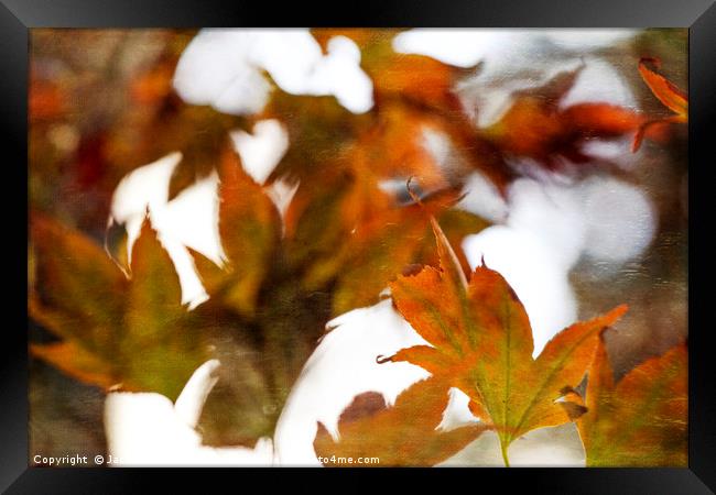 Autumn Twist Framed Print by Jackie Davies