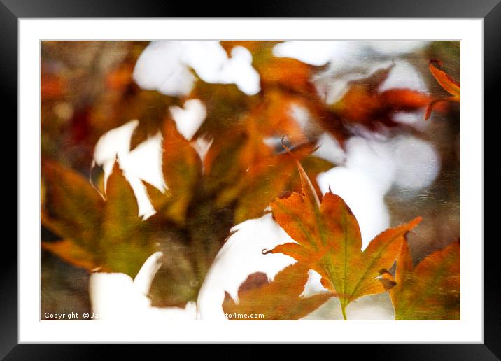 Autumn Twist Framed Mounted Print by Jackie Davies