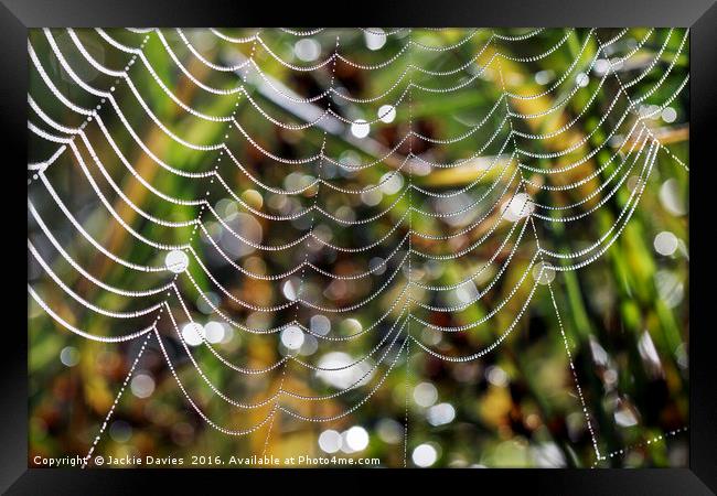 Spider Patterns  Framed Print by Jackie Davies
