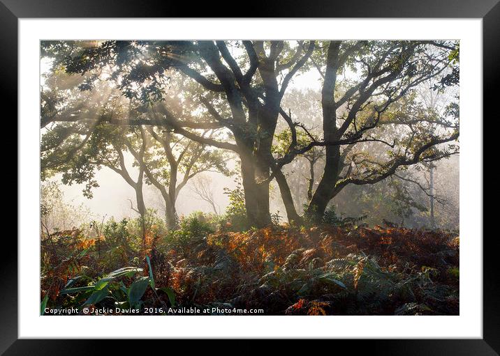 Mysterious Forest   Framed Mounted Print by Jackie Davies