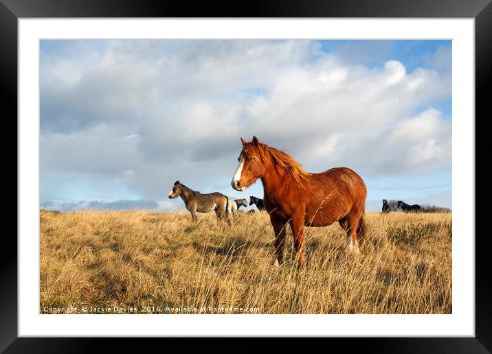 Wild Welsh Ponies Framed Mounted Print by Jackie Davies
