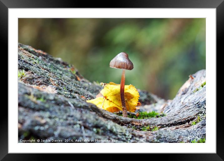 Little Inkcap  Framed Mounted Print by Jackie Davies