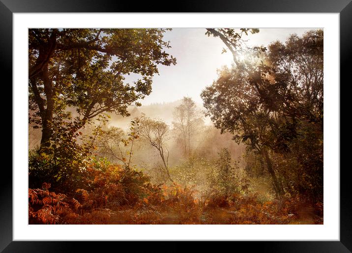 Autumn Mornings Framed Mounted Print by Jackie Davies