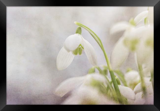 Soft Snowdrops  Framed Print by Jackie Davies