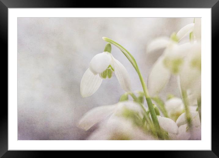 Soft Snowdrops  Framed Mounted Print by Jackie Davies