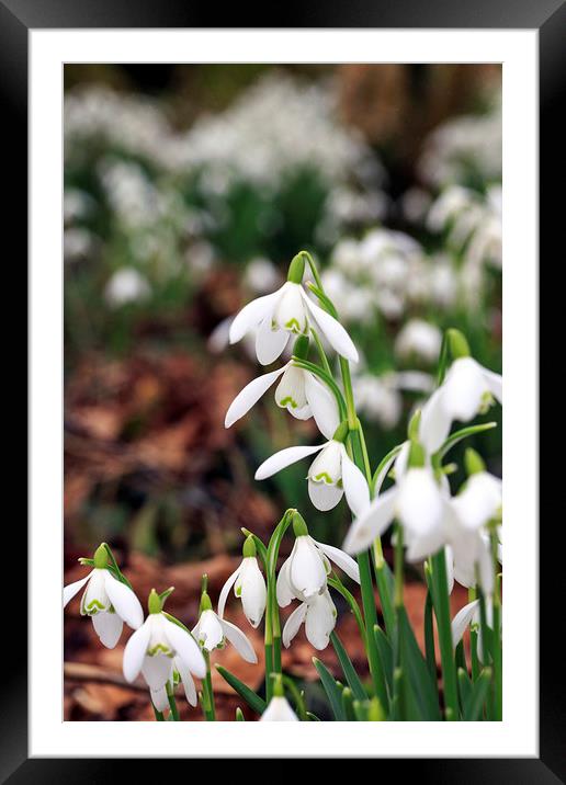 Simply Snowdrops Framed Mounted Print by Jackie Davies