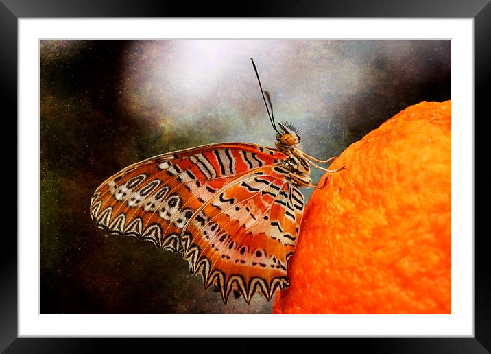 Malay Lacewing Butterfly Framed Mounted Print by Jackie Davies