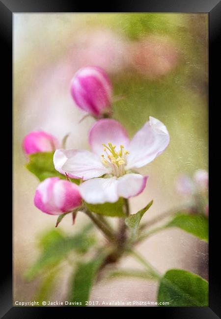 Springtime Apple Blossoms Framed Print by Jackie Davies