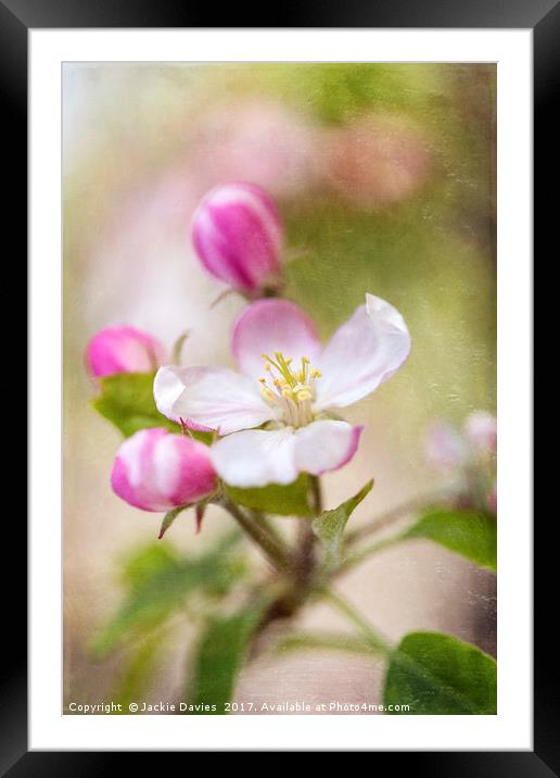Springtime Apple Blossoms Framed Mounted Print by Jackie Davies