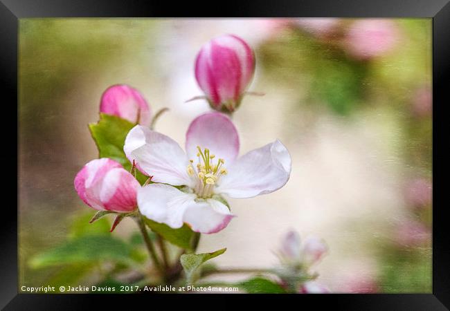 Apple Blossoms Framed Print by Jackie Davies