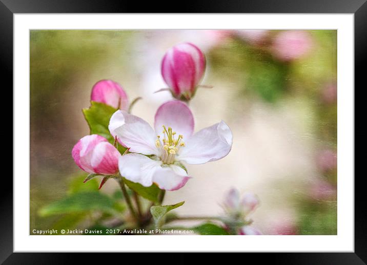 Apple Blossoms Framed Mounted Print by Jackie Davies