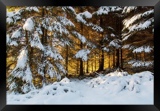 Winter Woodland Sunset  Framed Print by Jackie Davies