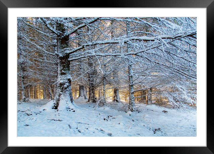 Snowscape in the forest at sunset Framed Mounted Print by Jackie Davies