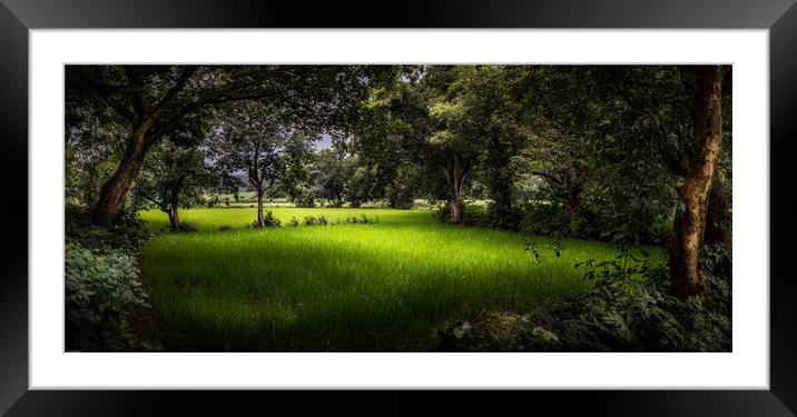 The rice field Framed Mounted Print by Indranil Bhattacharjee