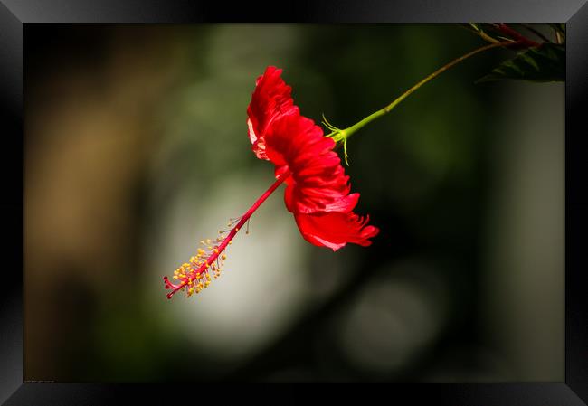 Red Hibiscus Framed Print by Indranil Bhattacharjee