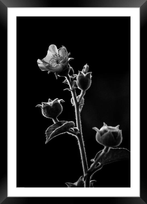 Beauty in Black and White Framed Mounted Print by Indranil Bhattacharjee