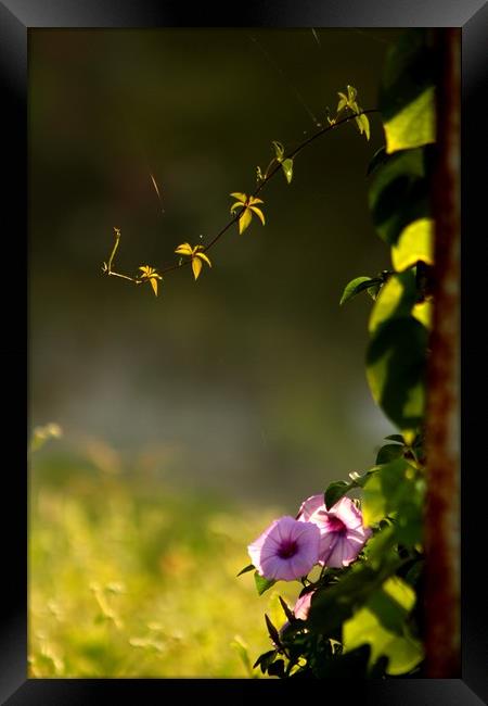 Sunlight on the flowers  Framed Print by Indranil Bhattacharjee