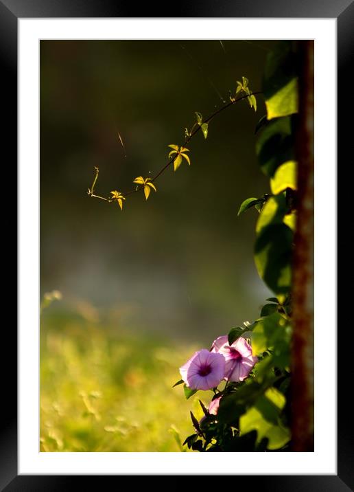 Sunlight on the flowers  Framed Mounted Print by Indranil Bhattacharjee