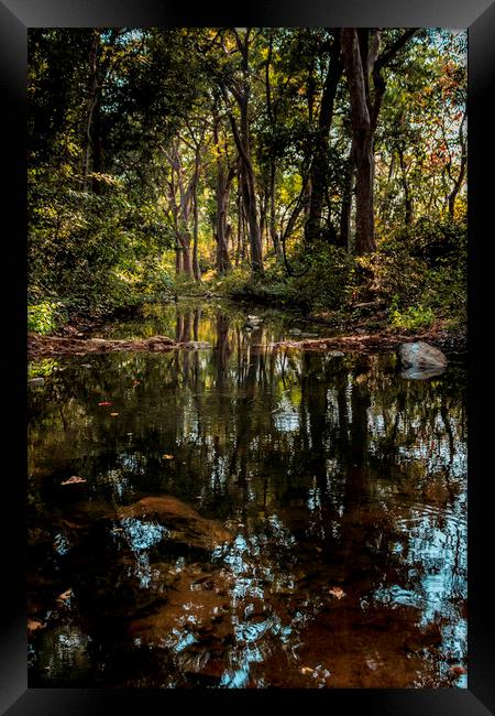 Wild India Framed Print by Indranil Bhattacharjee